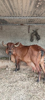 વેચવાની છે