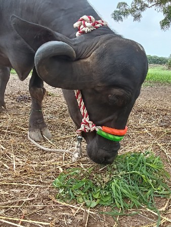 ભેંસ વેચવાની છે