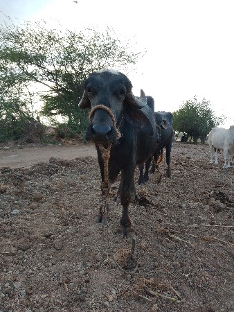 ખડેલી વેચવાની છે