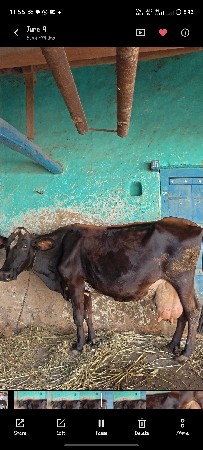 saro vashero ke sari ghodi