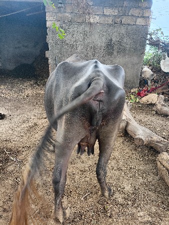 ભેંસ વેચવાની છે