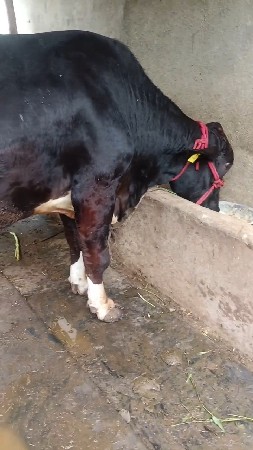 બીજું વેતર ગાય વેસવાની છે