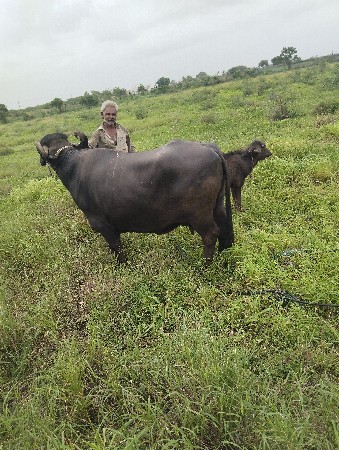 વેચવાની છે