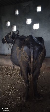 bash vasavani se