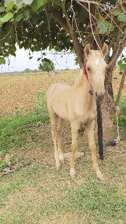 વછેરી