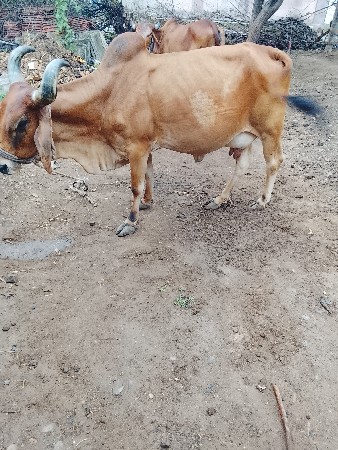 વેચવાની છે