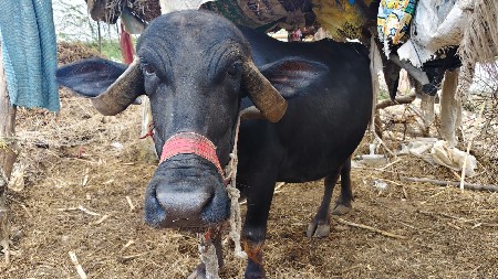 ભેશ વેચવાની છે