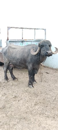 3જુ વેતર ભેશ