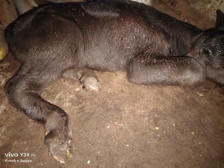 પાડો વેચવાનો છે