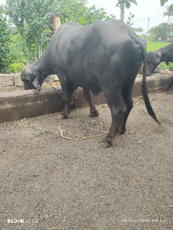 પેલું વેતર