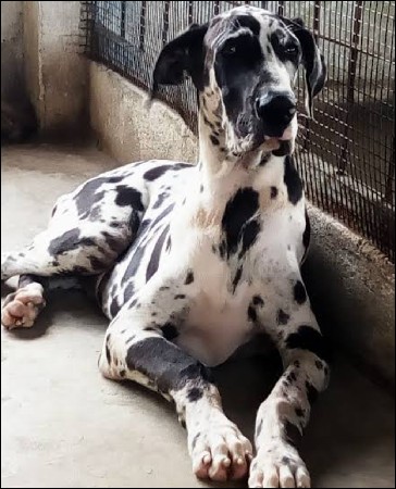 great dane femal