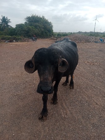 ભેસ