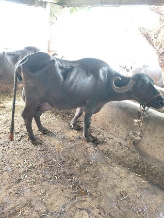 ભેંસ વેચવાની છે