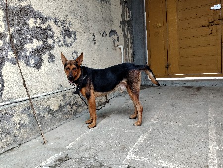 dog aapi devano che