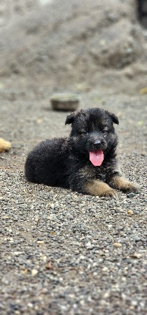 jarman safed mele puppy 🐶