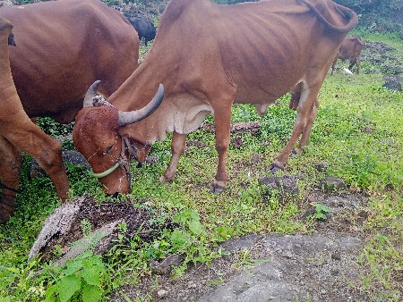 આ ગાયો વેચવા ની છે