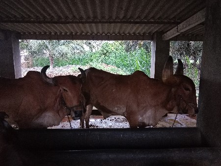 બળદની જોડી