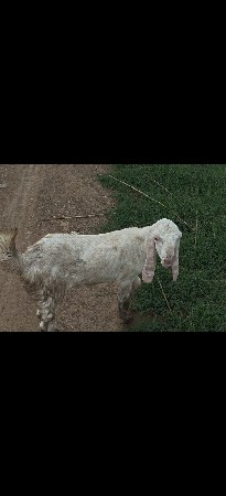 3.5 મહિના ની છે