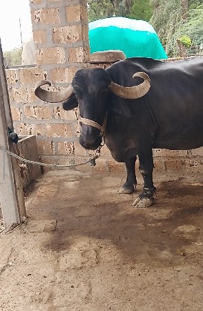 પાંચમા વેતરની ભેંસ વેચવાની.
