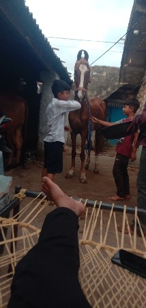 ઘોડી વેશવાની છે