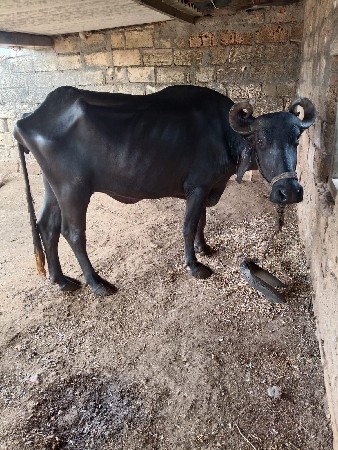 ભેંસ  વેચવા  ની છે
