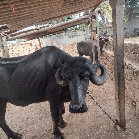 જાફરાબાદી ખડેલી વેચવાની છે