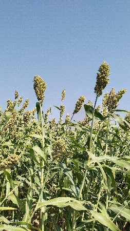 જુવારનું બી વેચવાનો છે