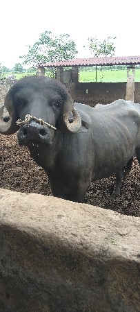 પાડો‌ વેચવાનો છે.