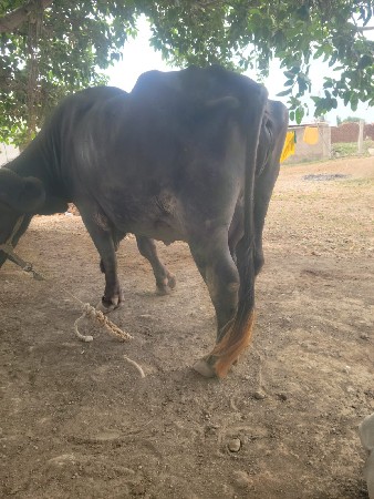 2 વેતર