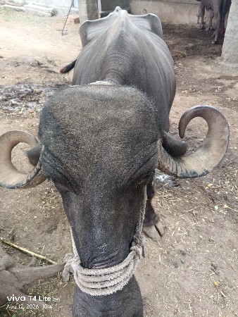 ભેંશ વેશવાની છે
