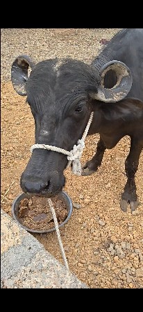 પેલું વેતર ખડેલી