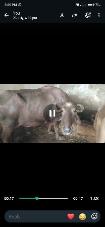 vechvani che
