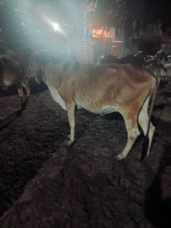 હોળકી વેચવાની છે