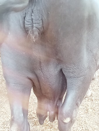આ ભેંસ વેચવાની છે