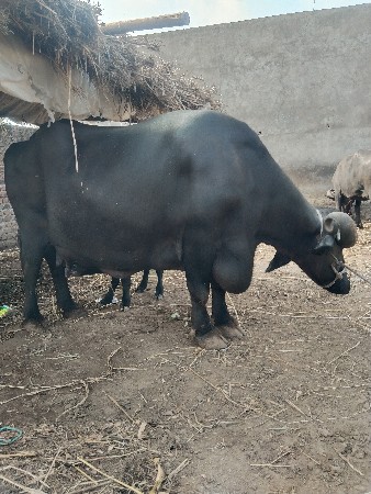 વેચવાની