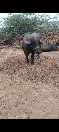 બીજું વેટર  ભેસ દેવા ની છે