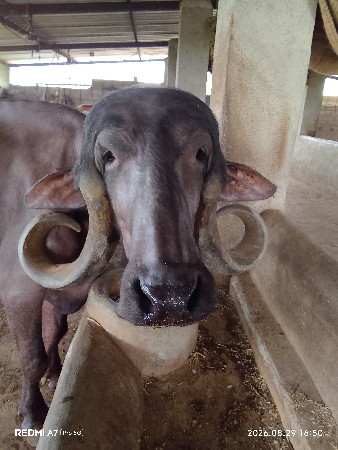 jafrabadi bhes vachavani