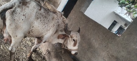 ગાય આપવાની છે