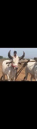 આવૈ ગોઢલો લેવા નો છે