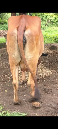 ઓરીજનલ ગીર ગાય વેચવાની