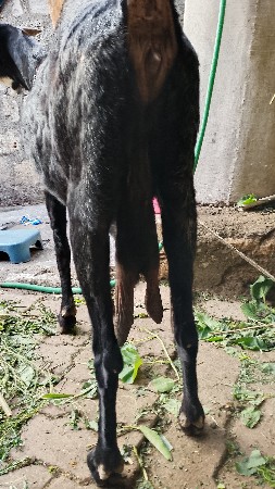 દેશી બકરી વેચવાની છે