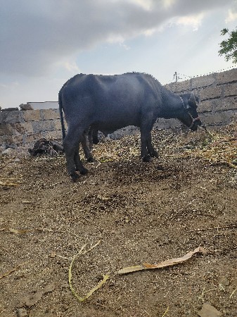 પાડો વેશવા નો છે