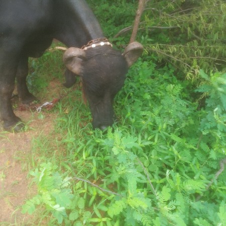 ભેંસ વેચવાની સે