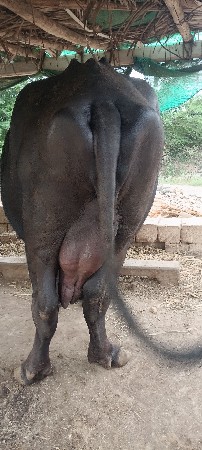 bijju behtar Vyas