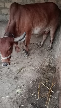 ગાય
