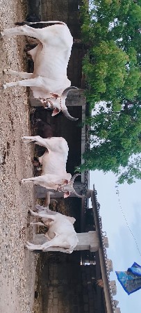 હાલતા ગોડલા વેચવાના છે