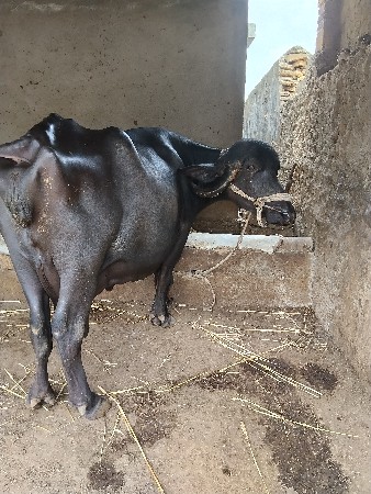 ભેસ