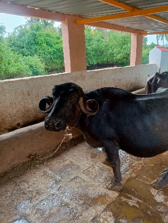 ભેંશ વેચવાનું છે