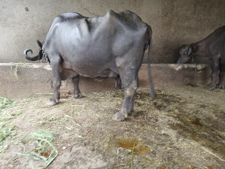 ભેંસ વેચવાની છે