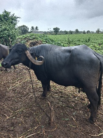 ભેંશ વેચવાની સે ખાલી 65000 મા